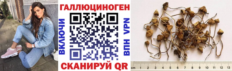 Псилоцибиновые грибы GOLDEN TEACHER  blacksprut зеркало  маркетплейс формула  дарнет шоп  Петрозаводск 